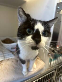 Rescue Domestic Short Hair Cats for Adoption in Pomona, New York - October | PetCurious