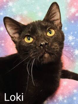 Loki - Rancho Cucamonga PetSmart -  Domestic Short Hair Cat for Adoption in Yorba Linda, California - Loki - Rancho Cucamonga PetSmart | PetCurious
