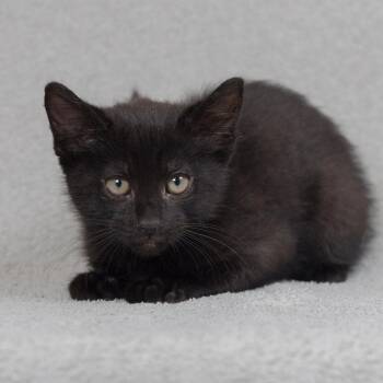 Tristan -  Domestic Short Hair Cat for Adoption in Sunnyvale, California - Tristan | PetCurious