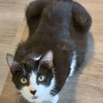 Mickey -  Domestic Short Hair Cat for Adoption in San Jose, California - Mickey | PetCurious