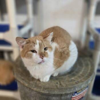Harbin -  Domestic Short Hair Cat for Adoption in Tipp City, Ohio - Harbin | PetCurious