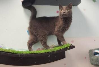 Lina -  Domestic Short Hair Cat for Adoption in East Brookfield, Massachusetts - Lina | PetCurious