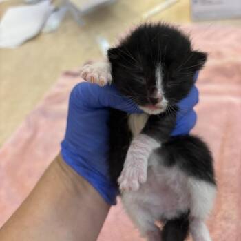 Nibs -  Domestic Short Hair Cat for Adoption in Kanab, Utah - Nibs | PetCurious