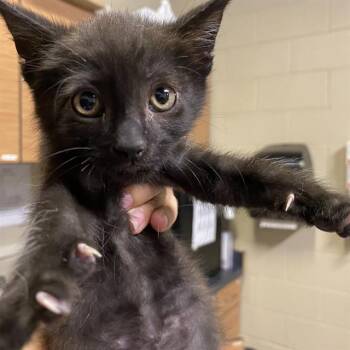 A611667 -  Domestic Short Hair Cat for Adoption in Modesto, California - A611667 | PetCurious