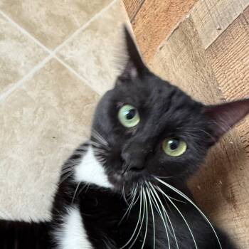 Rescue Domestic Short Hair Cats for Adoption in Midland, Texas - Lucy | PetCurious