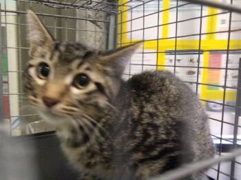 ARTHUR -  Domestic Short Hair Cat for Adoption in Tulsa, Oklahoma - ARTHUR | PetCurious