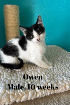 Owen -  Domestic Short Hair Cat Available for Adoption in Chico, California - Owen | PetCurious