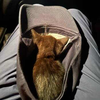 Rescue Domestic Medium Hair Cats for Adoption in New York, New York - Monty Belle | PetCurious