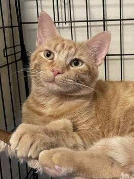 Georgia-Lynn OR14489-T -  Domestic Short Hair Cat for Adoption in Missouri City, Texas - Georgia-Lynn OR14489-T | PetCurious