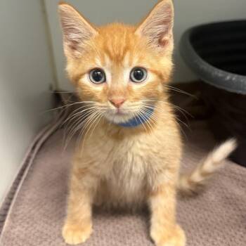Cody -  Domestic Short Hair Cat for Adoption in Hawthorne, California - Cody | PetCurious