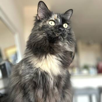 Evie in Dallastown, PA - Fee Sponsored -  Domestic Long Hair Cat for Adoption - Evie In Dallastown, PA - Fee Sponsored | PetCurious