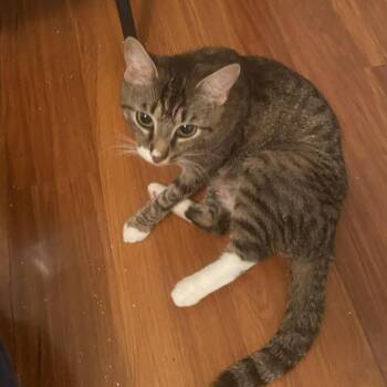 Daffodil -  Domestic Short Hair Cat Available for Adoption in Bel Air, Maryland - Daffodil | PetCurious