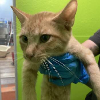 Garnet -  Domestic Short Hair Cat for Adoption in Midland, Texas - Garnet | PetCurious