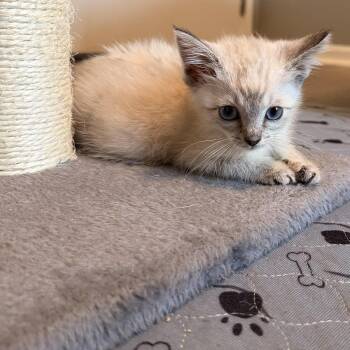 Cannoli -  Domestic Short Hair and Siamese Cat for Adoption in Wanaque, New Jersey - Cannoli | PetCurious