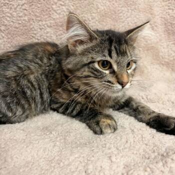 Shenzi -  Domestic Medium Hair Cat for Adoption in Waterloo, Iowa - Shenzi | PetCurious