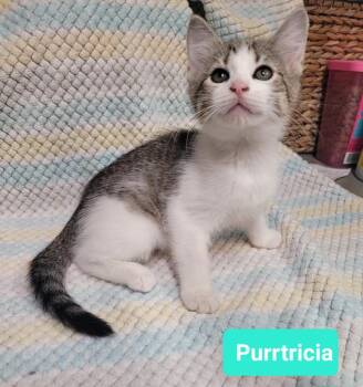 Rescue Domestic Short Hair Cats for Adoption in Richmond, Indiana - Purrtricia | PetCurious