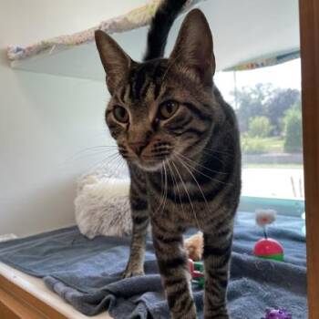 Muffin Man -  Domestic Short Hair Cat for Adoption in Wheaton, Illinois - Muffin Man | PetCurious