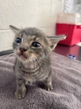 Frankie -  Domestic Short Hair Cat for Adoption in Port Allen, Louisiana - Frankie | PetCurious
