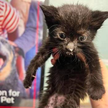 Twizzler -  Domestic Short Hair Cat for Adoption in Edwardsville, Illinois - Twizzler | PetCurious