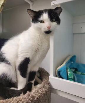 Rescue Domestic Short Hair Cats for Adoption in Maple Ridge, British Columbia - Peggy | PetCurious