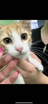 Rescue Domestic Medium Hair Cats for Adoption in Okmulgee, Oklahoma - Joey | PetCurious
