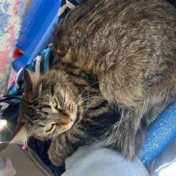 Domestic Long Hair Cats Available for Adoption - Wasabi | PetCurious