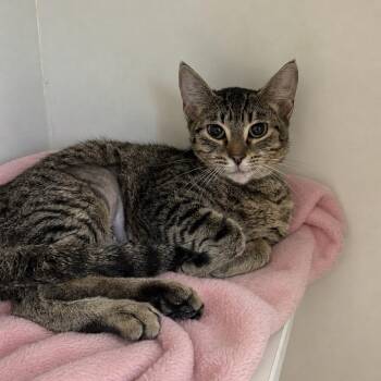 Domestic Short Hair Cats Available for Adoption in Long Beach, California - Kite | PetCurious
