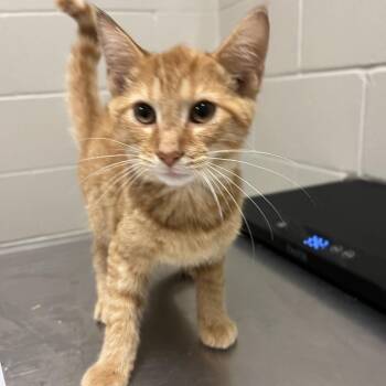 Gilligan -  Domestic Short Hair Cat for Adoption in Bristol, Indiana - Gilligan | PetCurious