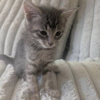 American Shorthair Cats Available for Adoption in Mount Vernon, Arkansas - Blue | PetCurious
