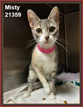 MISTY (see also STORMY) -  Domestic Short Hair and Dilute Calico Cat for Adoption in Marietta, Georgia - MISTY (see Also STORMY) | PetCurious