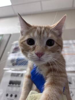 JERRY -  Domestic Short Hair Cat for Adoption in Las Vegas, Nevada - JERRY | PetCurious