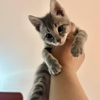 Domestic Short Hair Cats Available for Adoption in Dallas, Texas - Nova | PetCurious