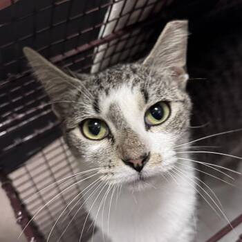 JJ -  Domestic Short Hair Cat for Adoption in Chicago, Illinois - JJ | PetCurious