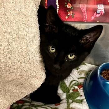 Rescue Domestic Short Hair Cats for Adoption in Madison, Wisconsin - Mother Nature | PetCurious