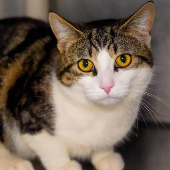 Crumbs -  Domestic Short Hair Cat Available for Adoption - Crumbs | PetCurious