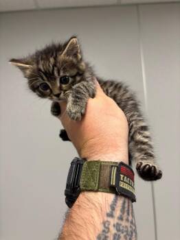 Koozie -  Domestic Short Hair Cat for Adoption in Clarksville, Tennessee - Koozie | PetCurious