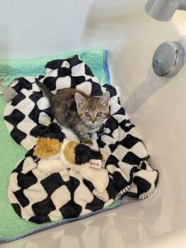 Rescue Domestic Medium Hair Cats for Adoption in Dickinson, North Dakota - Coyote | PetCurious