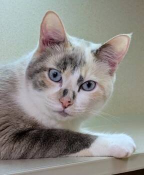 Athena -  Domestic Short Hair Cat for Adoption in Bellevue, Washington - Athena | PetCurious