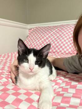 Pandemonium -  Tuxedo Cat for Adoption in Sandy Springs, Georgia - Pandemonium | PetCurious