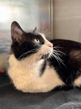 Clawdia -  Domestic Short Hair Cat for Adoption in Midland, Michigan - Clawdia | PetCurious