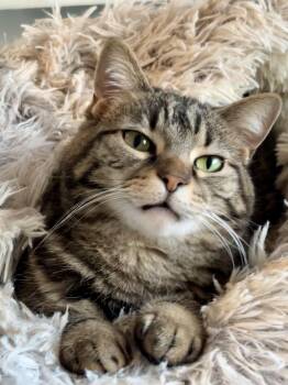 Domestic Short Hair Cats Available for Adoption in Shenandoah, Iowa - Noel | PetCurious