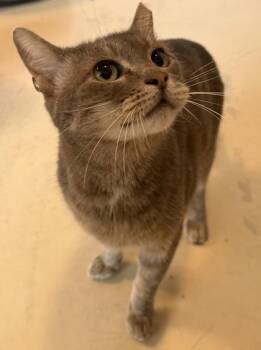 Forrest -  Domestic Short Hair Cat for Adoption in Conway, South Carolina - Forrest | PetCurious