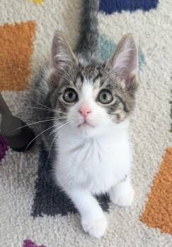 Gary -  Domestic Short Hair Cat for Adoption in Saginaw, Michigan - Gary | PetCurious