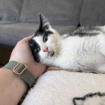 Domestic Short Hair Cats Available for Adoption in Miamisburg, Ohio - Sapphire | PetCurious