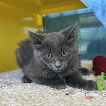 Domestic Long Hair Cats Available for Adoption in Abilene, Texas - Mia | PetCurious