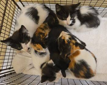 BRENT -  Domestic Short Hair Cat for Adoption in Tustin, California - BRENT | PetCurious