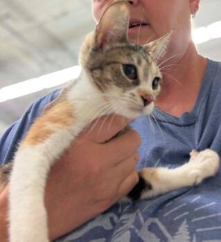 Pool -  Domestic Short Hair Cat for Adoption in Gorham, Maine - Pool | PetCurious