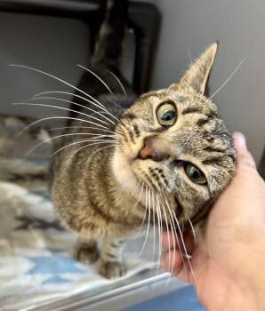 CHATTER BOX -  Domestic Short Hair Cat for Adoption in Kalamazoo, Michigan - CHATTER BOX | PetCurious