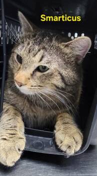Domestic Short Hair Cats Available for Adoption in Fort Worth, Texas - Smarticus | PetCurious