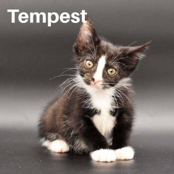 Tempest -  Domestic Short Hair Cat for Adoption in Chicago, Illinois - Tempest | PetCurious